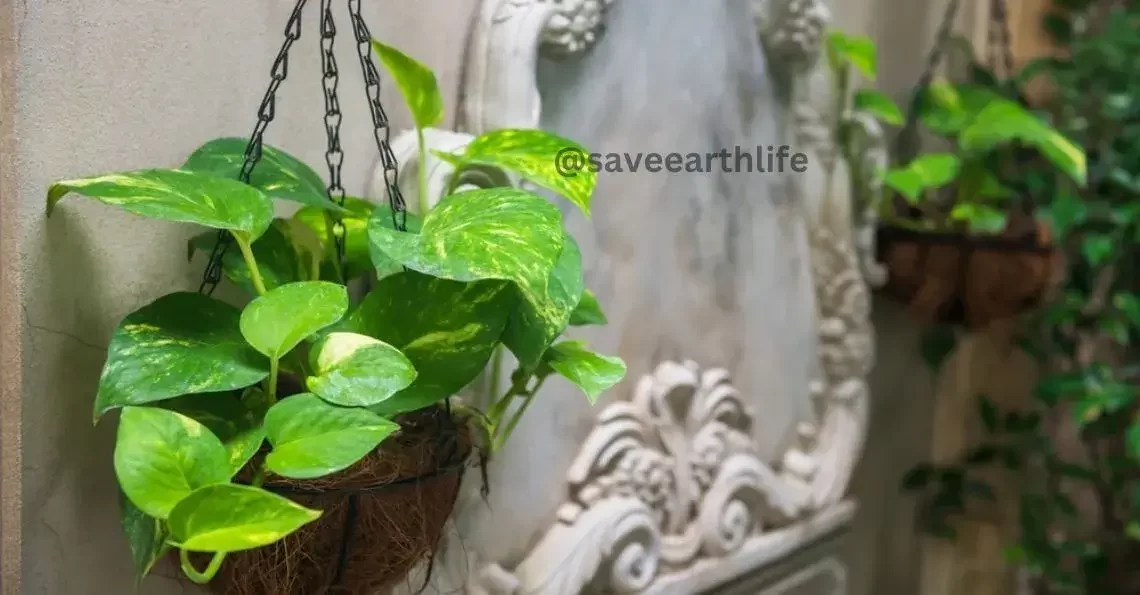 Air Purifier Plants in India Improve Indoor Air — Save Earth Life