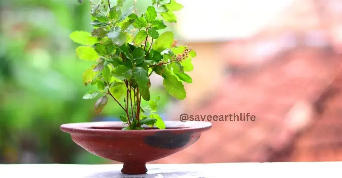Air Purifier Plants in India Improve Indoor Air — Save Earth Life