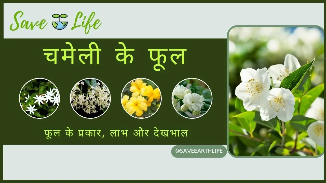 Jasmine Flower Meaning In Hindi Best Flower Site
