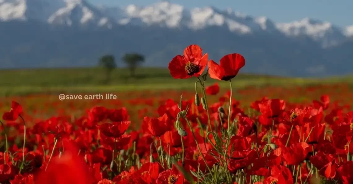 Poppy Flower in Hindi Poppies Flower Meaning in Hindi