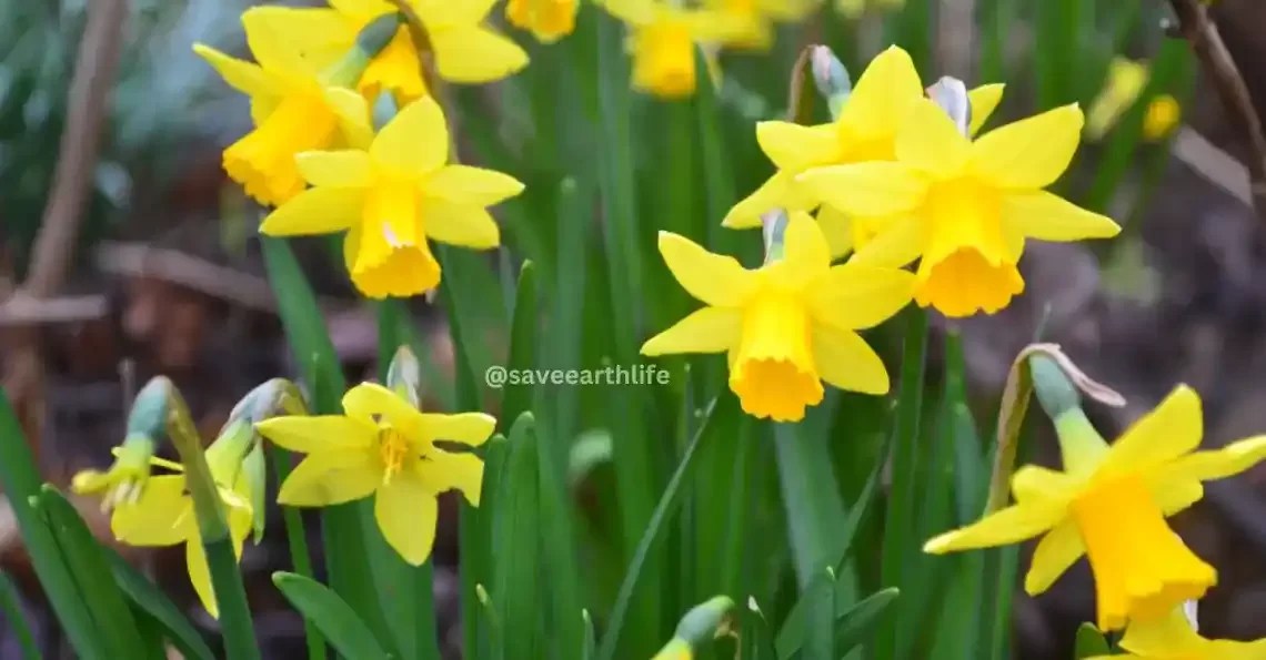 10 Wonderful Winter Season Flowers in India With Names & Pictures