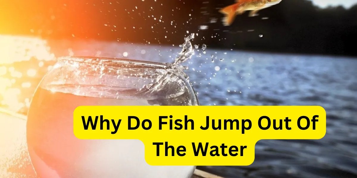 Exploring the Phenomenon Why Do Fish Jump Out of Water?