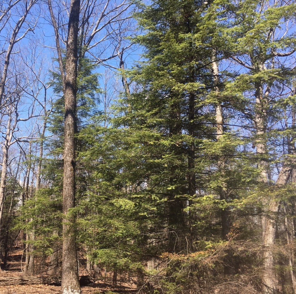 The Importance of Hemlocks Hemlock Restoration Initiative