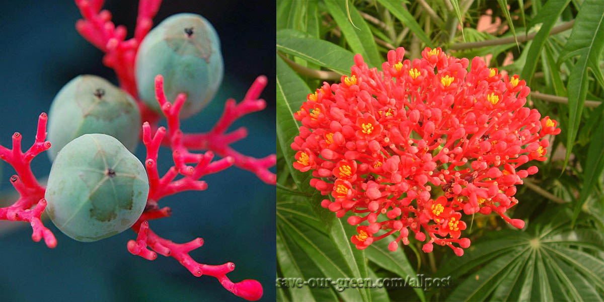 Coral Plant Save Our Green