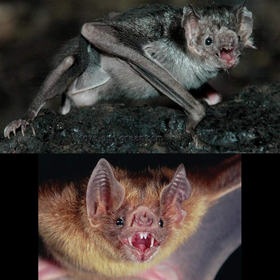 Common vampire bat Save Our Green