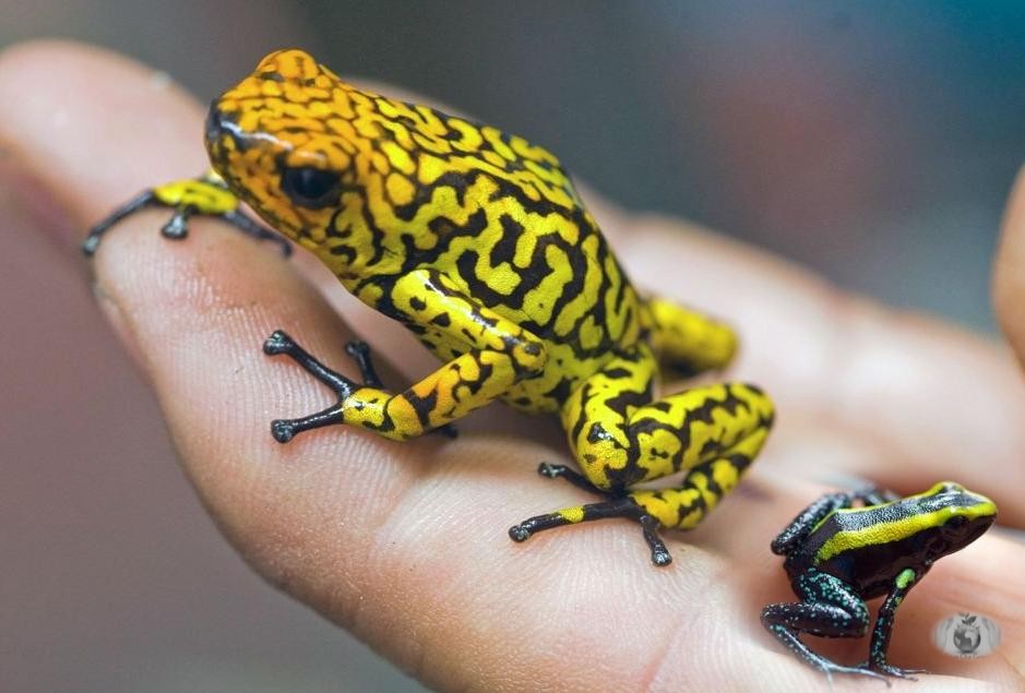 A poisonous frog, Histrionicus oopaga, in a zoo in Medellin, Colombia Save Our Green