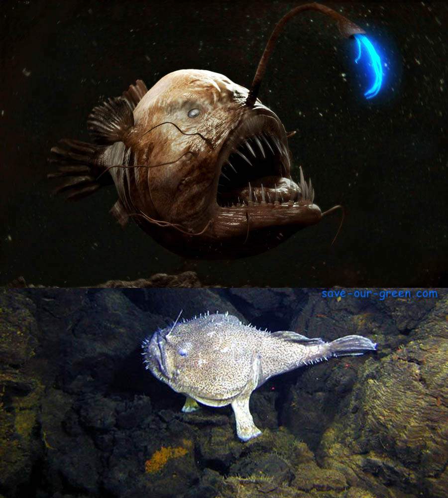 Angler Fish Save Our Green