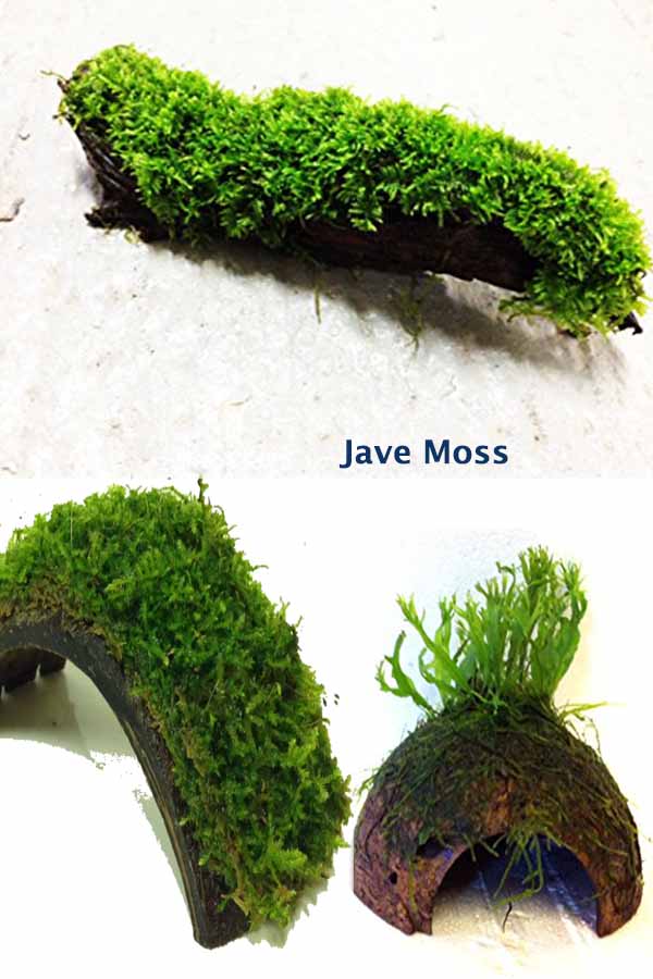 A delicate moss, Java Moss Save Our Green