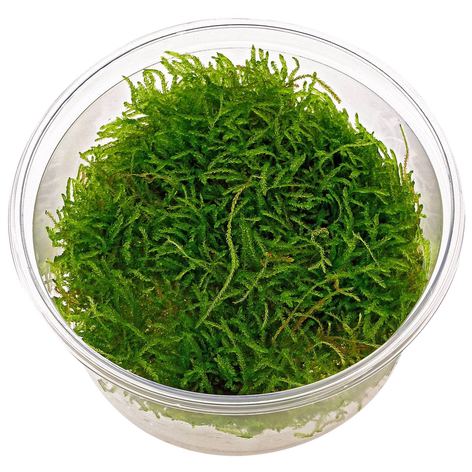 A delicate moss, Java Moss Save Our Green