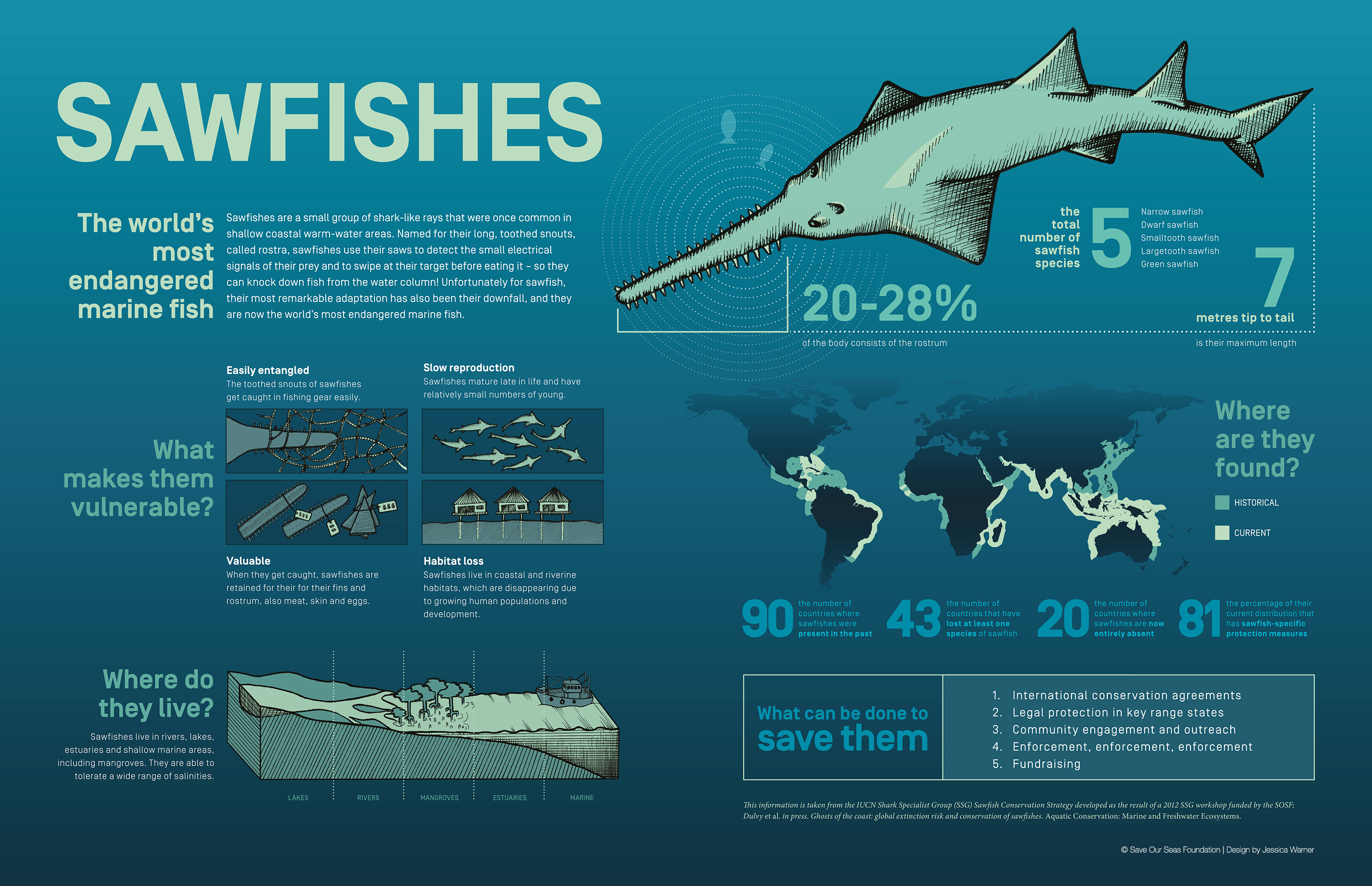 How Does The Sawfish Work at Ryan Covington blog