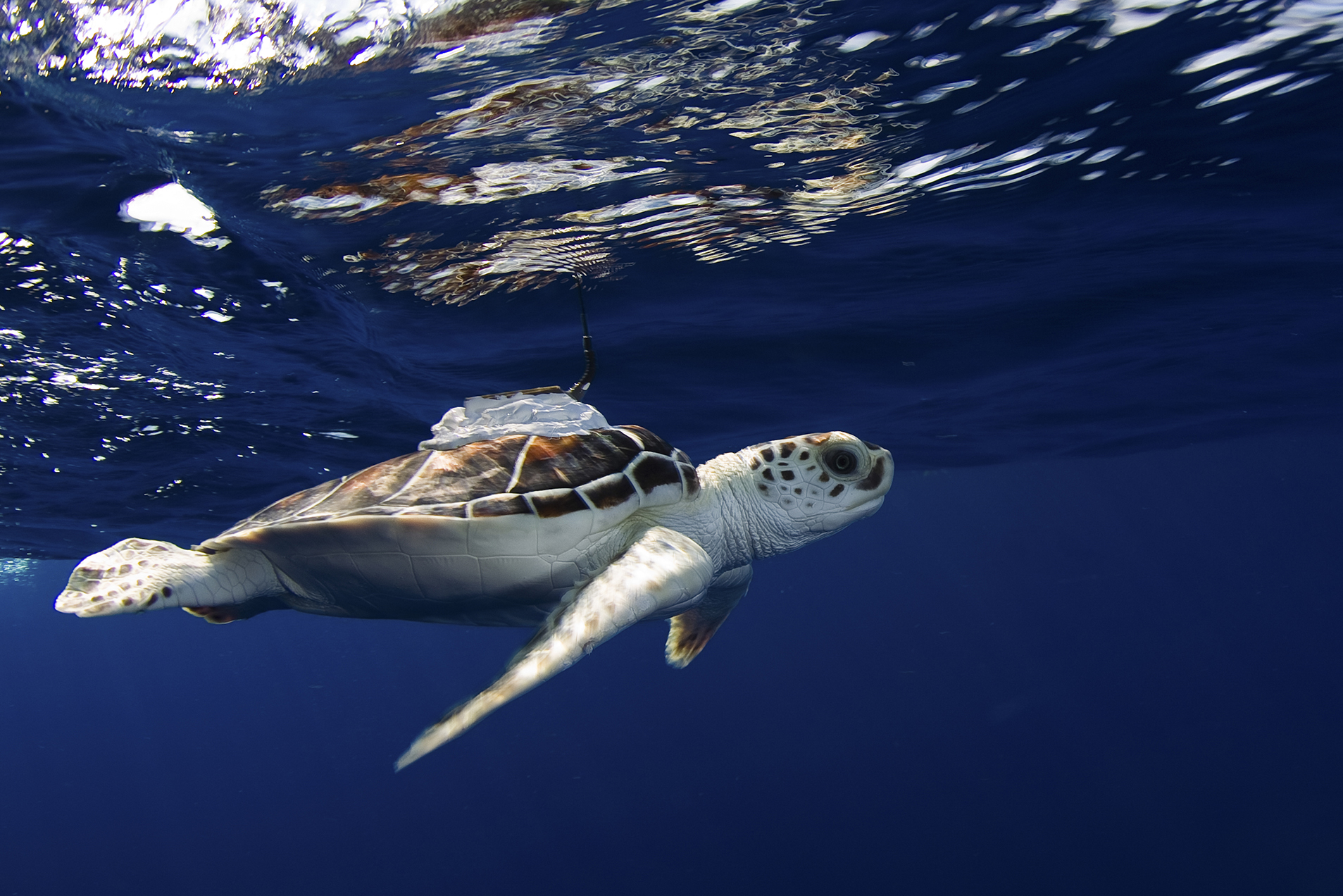 Watching the turtles leave Save Our Seas Foundation