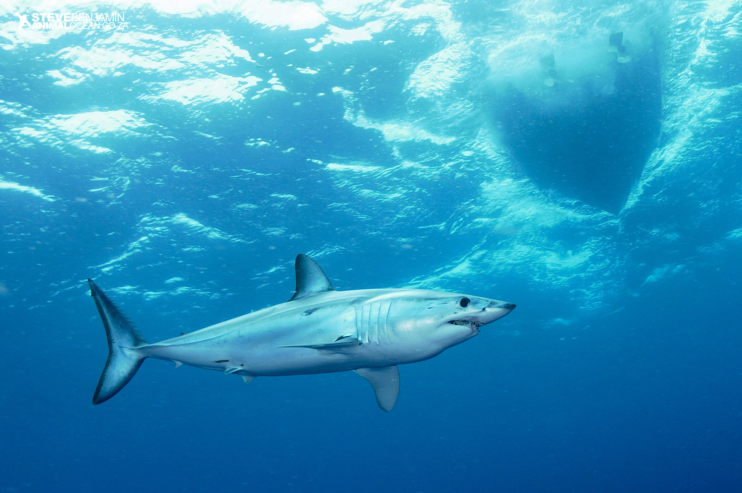 Mako Atlantic hotspot Save Our Seas Foundation