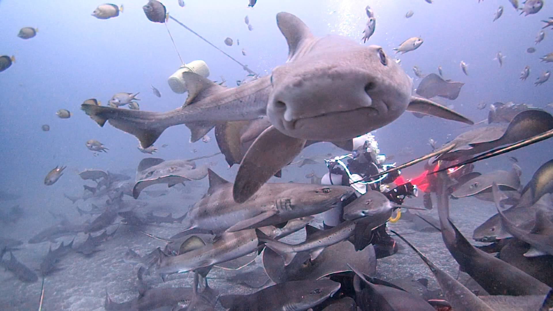 Shark ecotourism in Japan Save Our Seas Foundation
