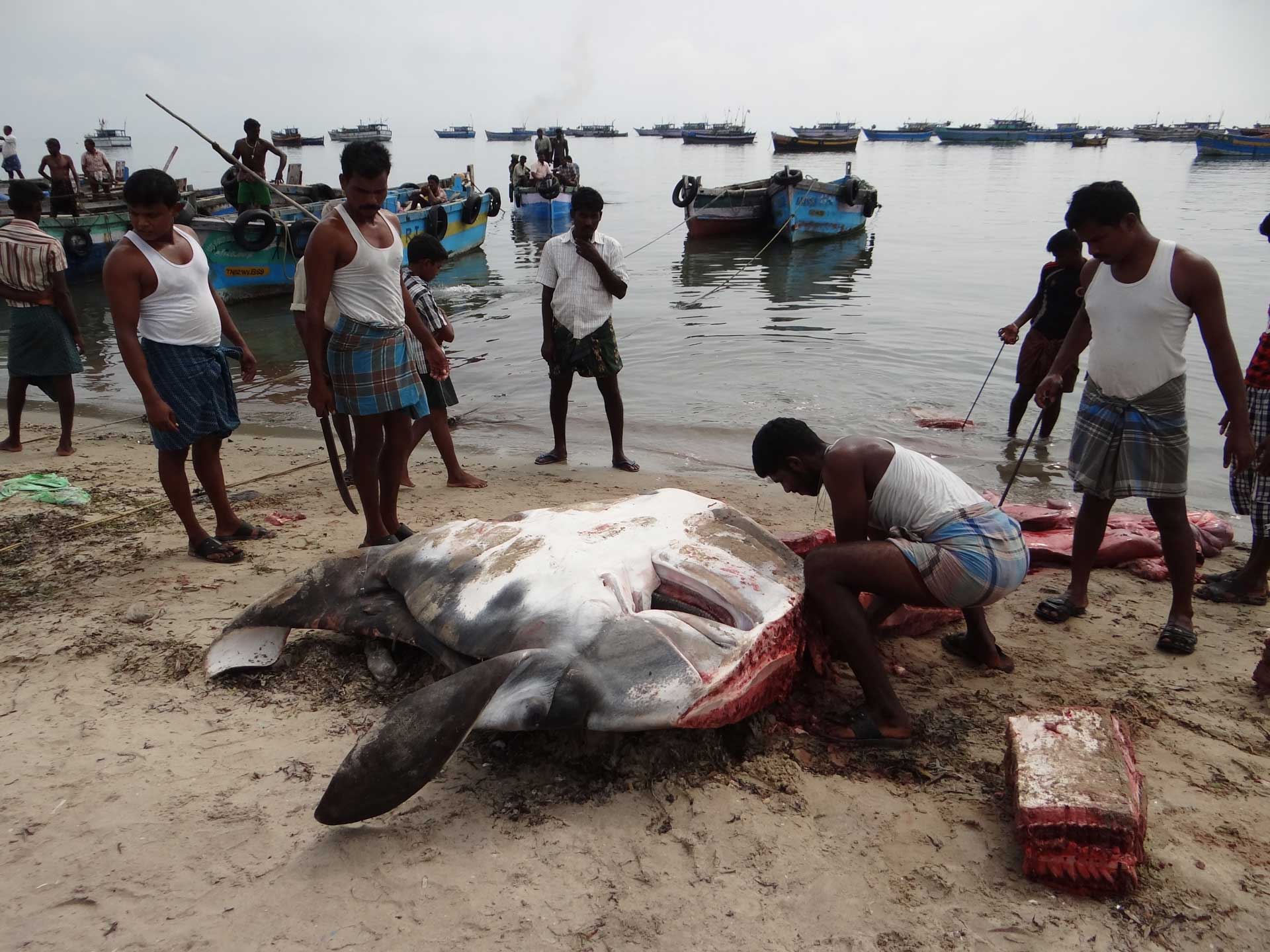 The mobulid fishery in India Save Our Seas Foundation