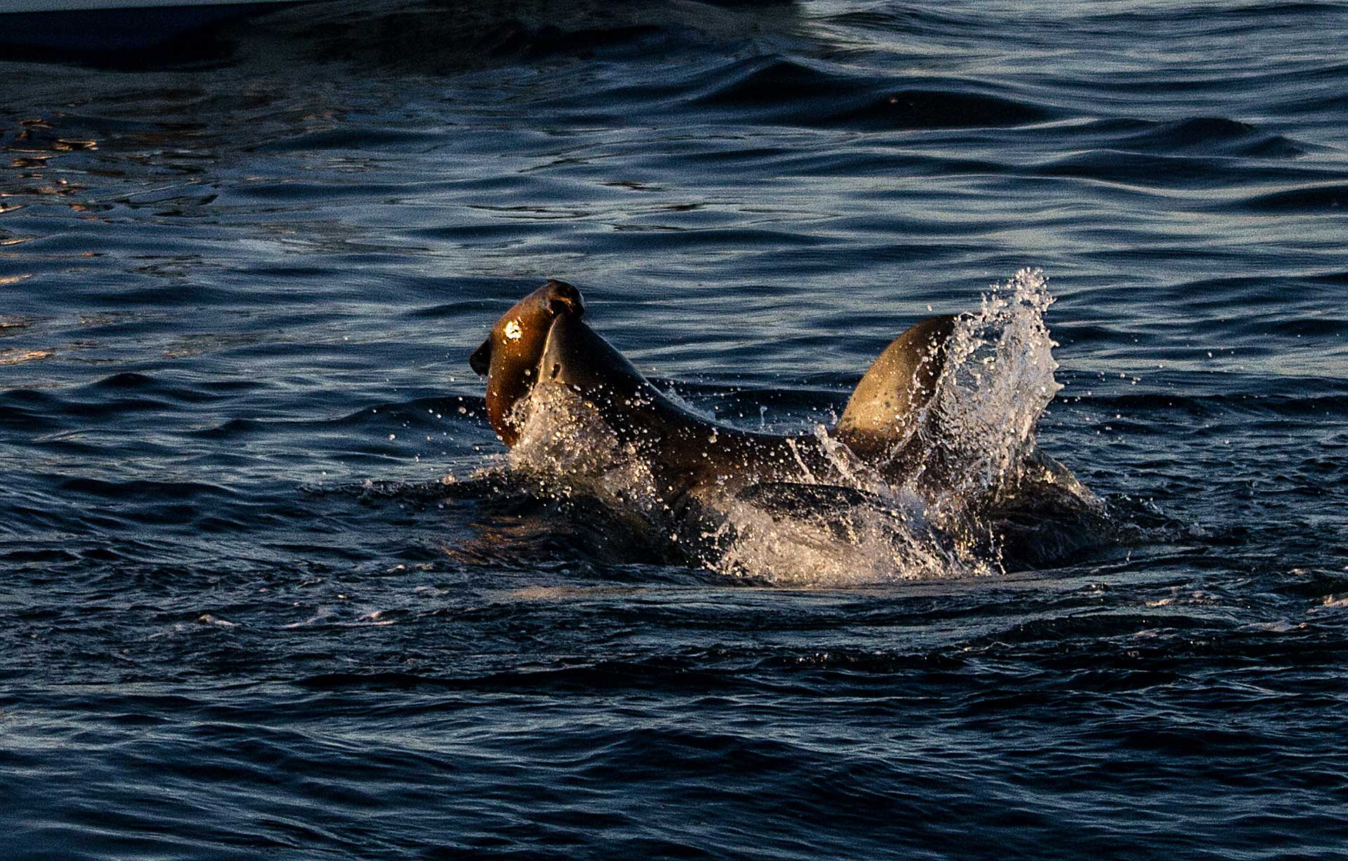 A seal’s survival guide Save Our Seas Foundation