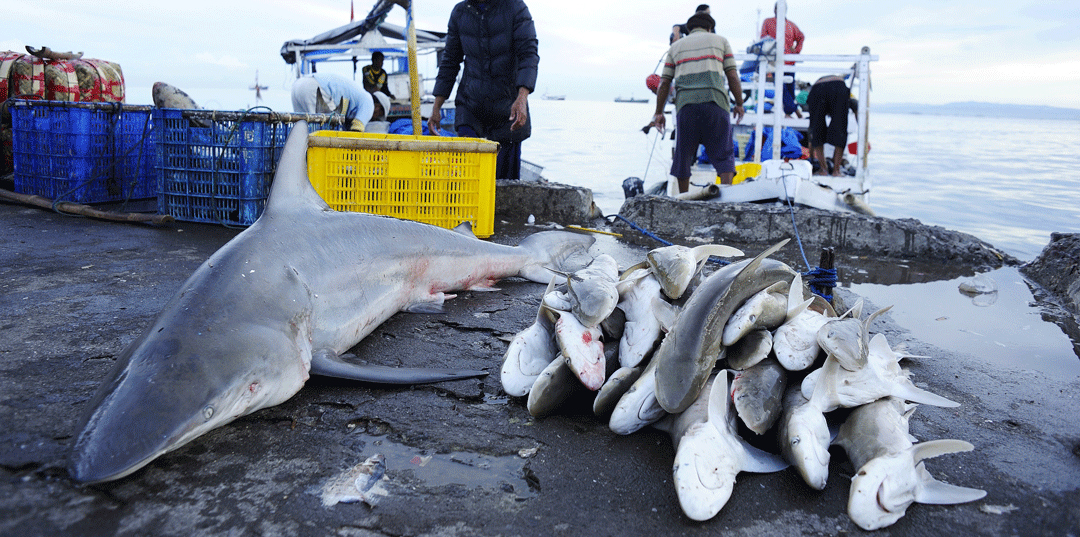 We’ve underestimated shark catches in the Mediterranean and Black Sea