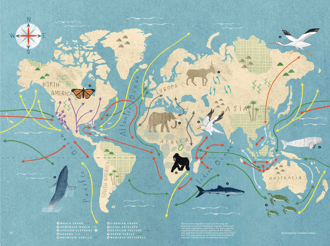 Great White Shark Migration Map