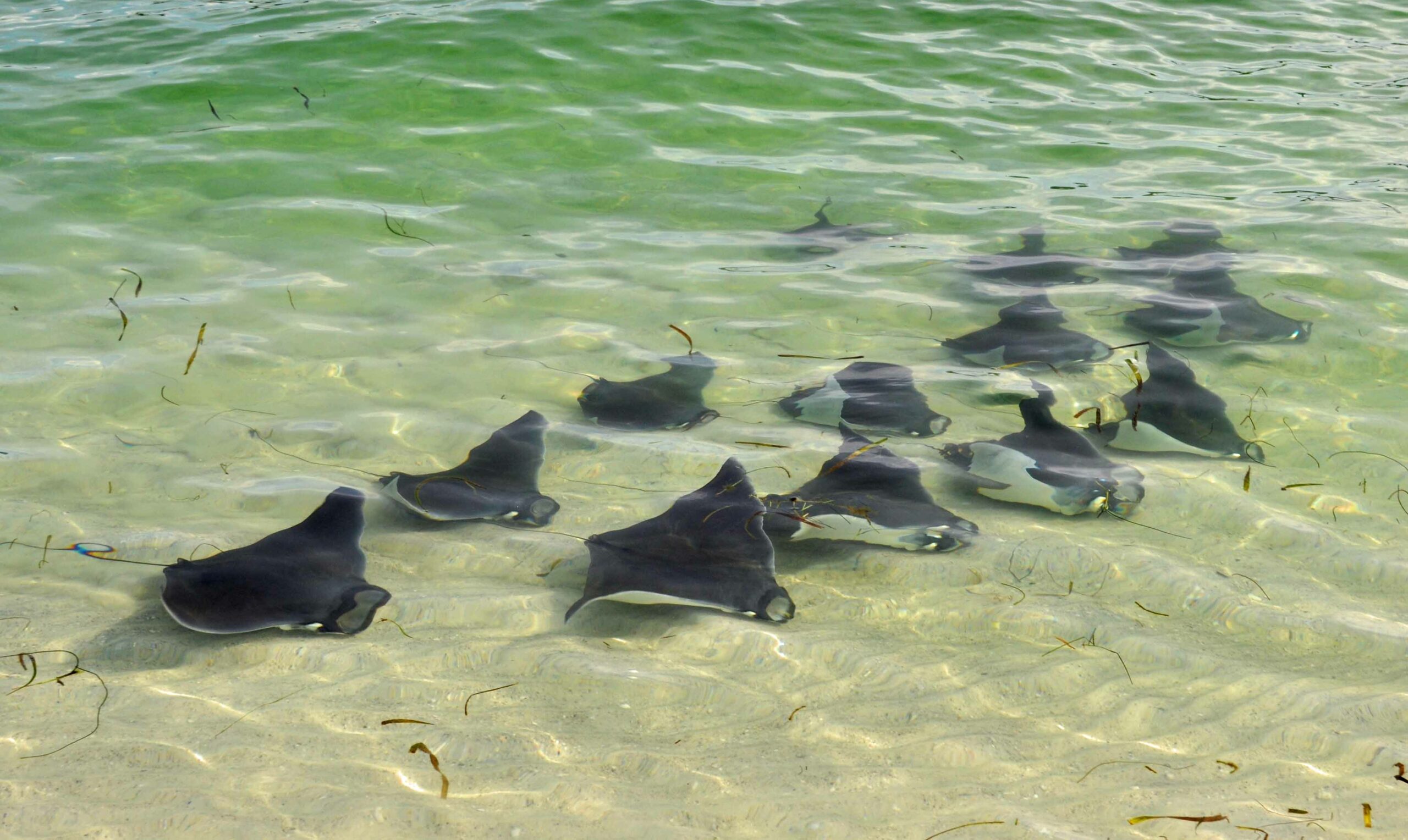'Mini manta rays', the best kept secret in the Florida Panhandle