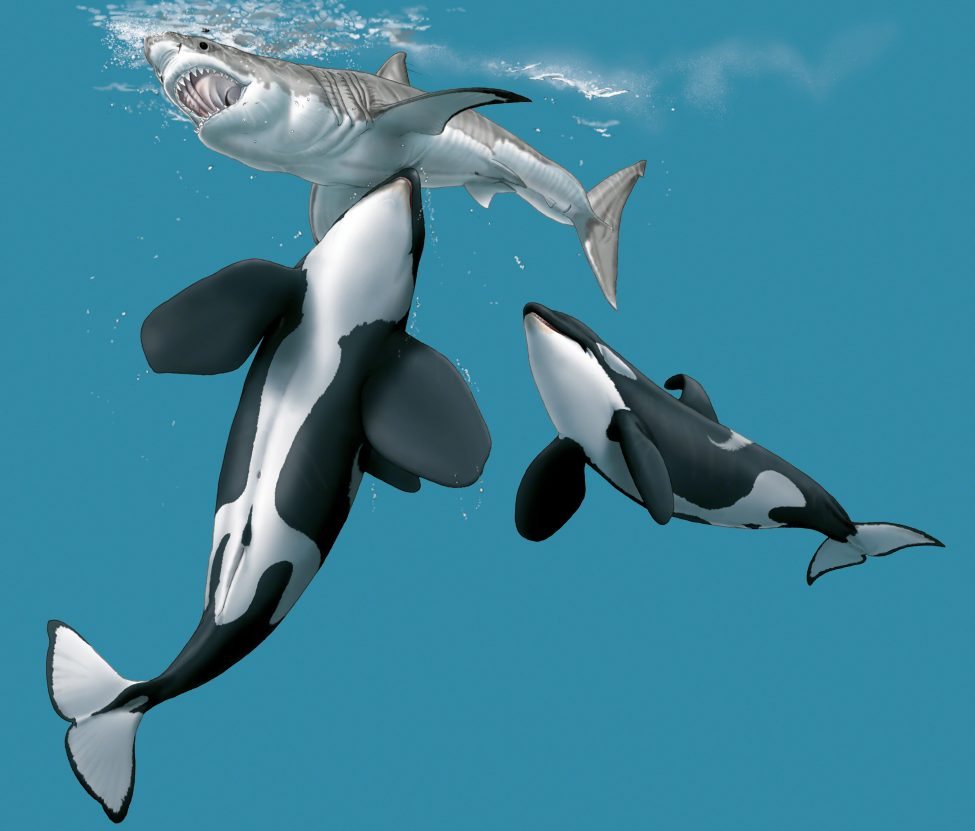 Winter is coming Save Our Seas Magazine