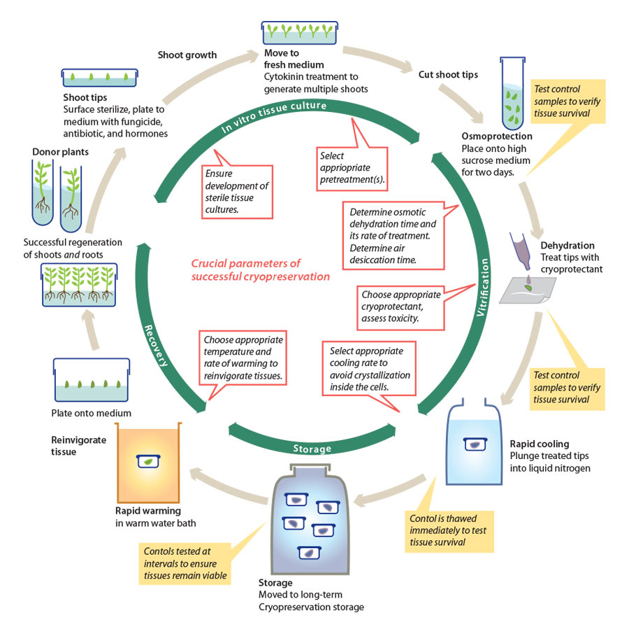 Tissue Culture & Plant Cryopreservation Storing Plants SP
