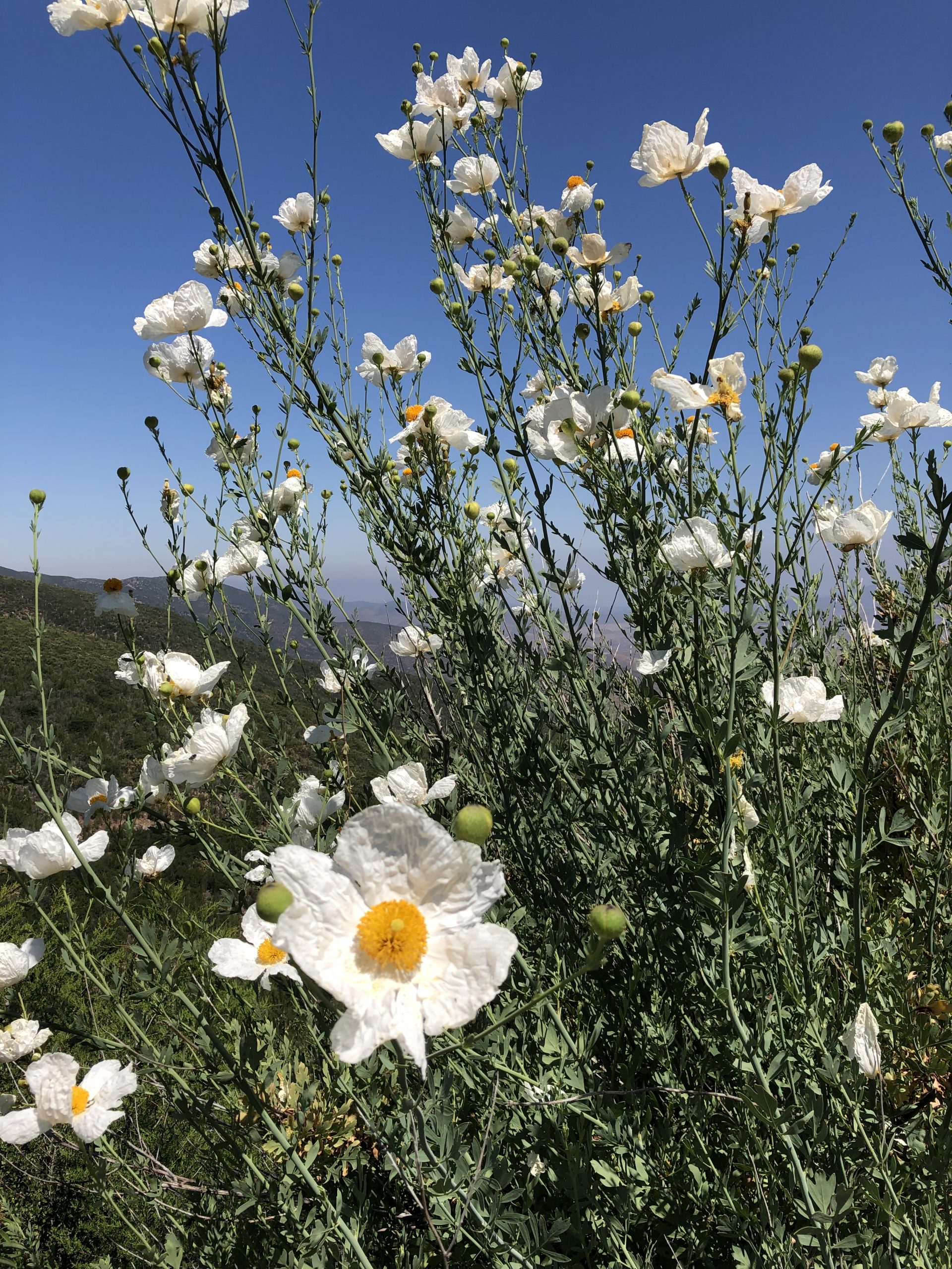 Hairy Matilija Poppy (Romneya trichocalyx) Center for Plant Conservation