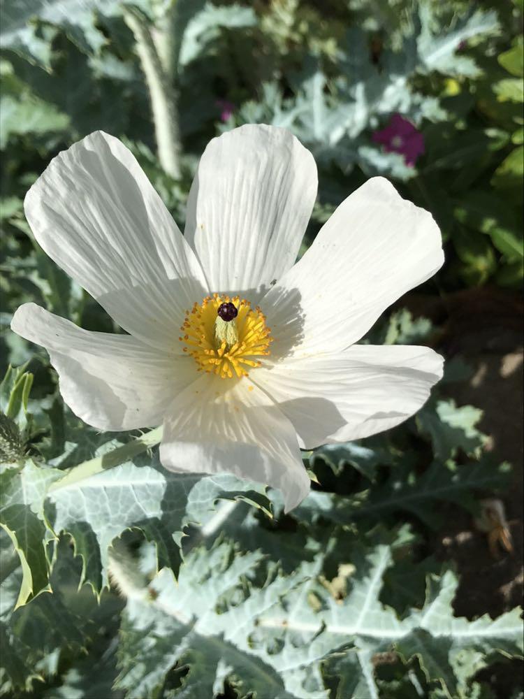 Pua kala—Hawaiian prickly poppy Center for Plant Conservation