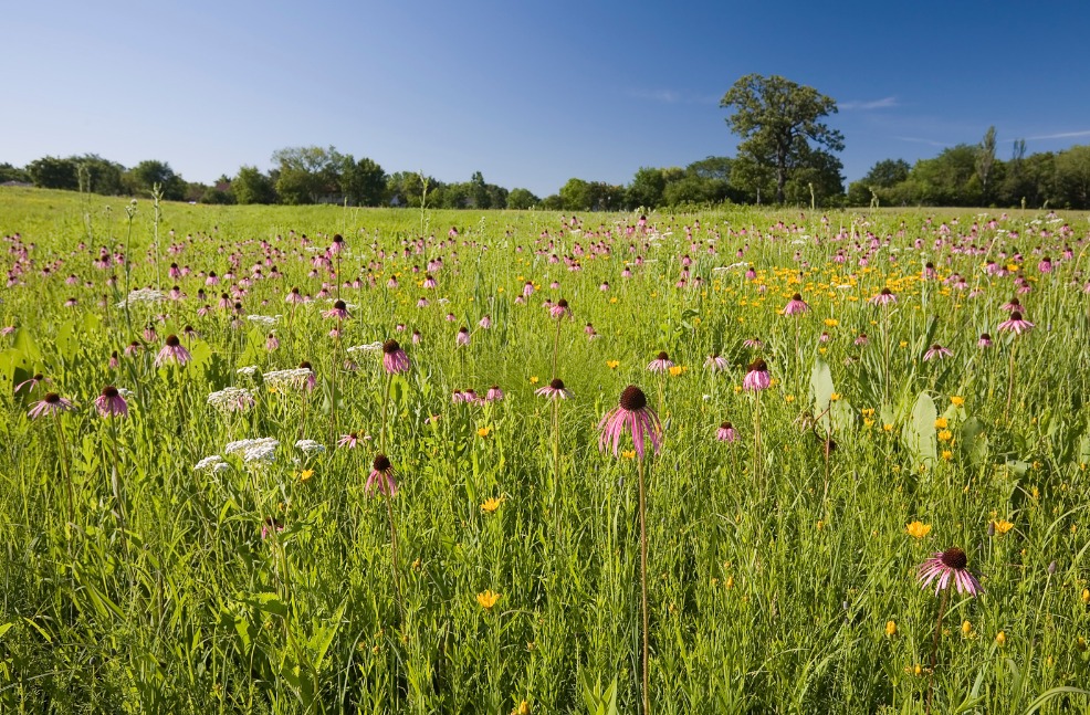 Creating Your Own Pocket Prairie! | Save Tarrant Water