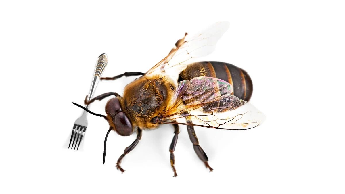 What do honey bees eat?