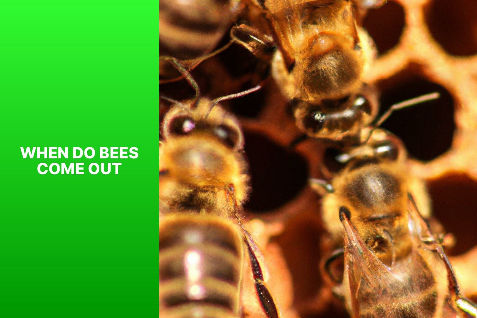 When Do Bees Come Out?