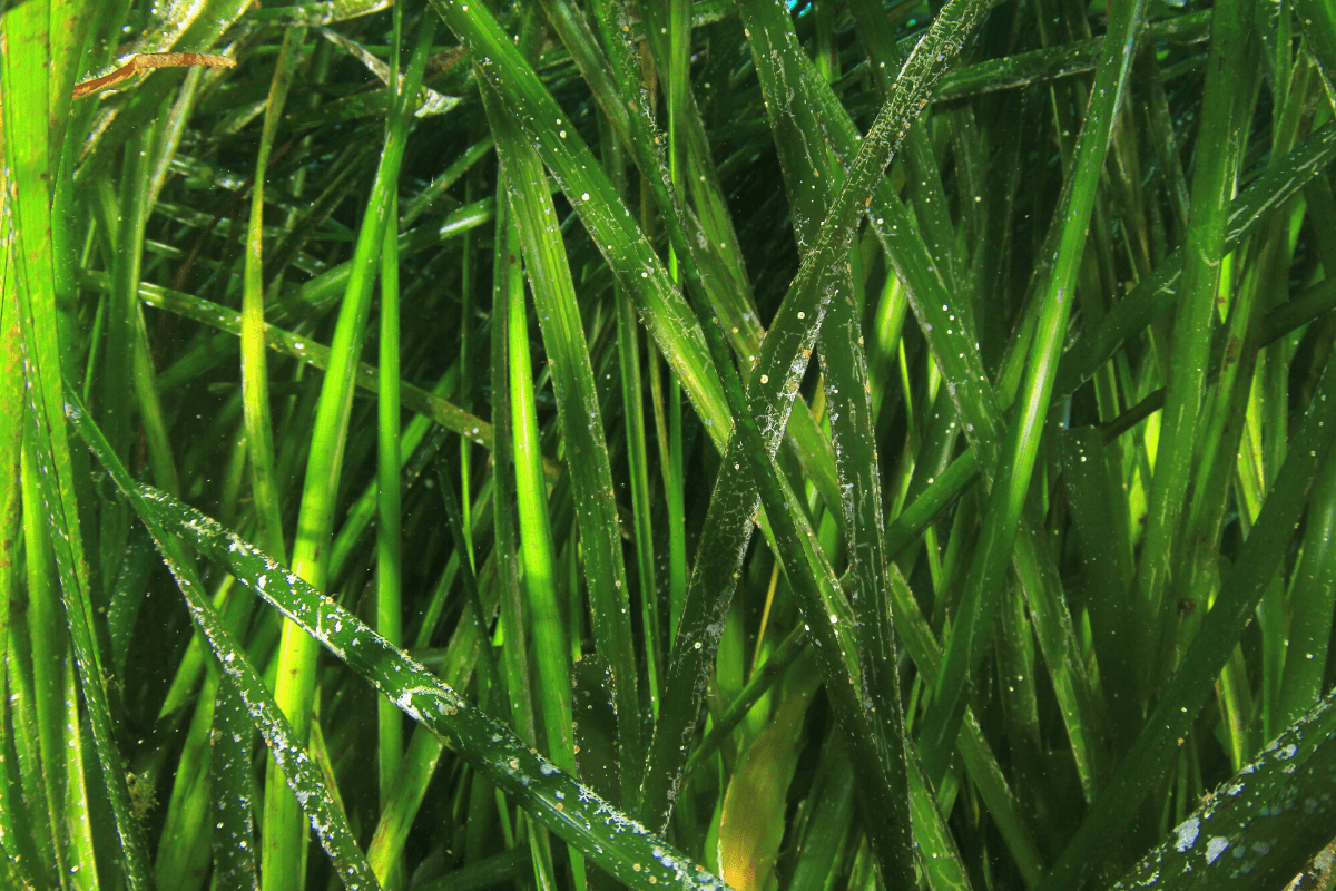 Good Seagrass = Good Seafood Save The Great South Bay