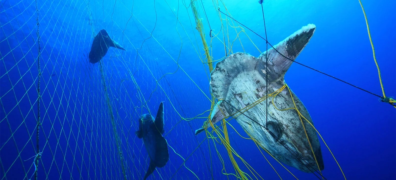 Reducing bycatch Save The Seven Seas