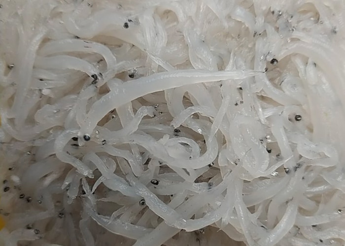 Touffée de titiris Martinique/ Guadeloupe Saveur Caraïbes