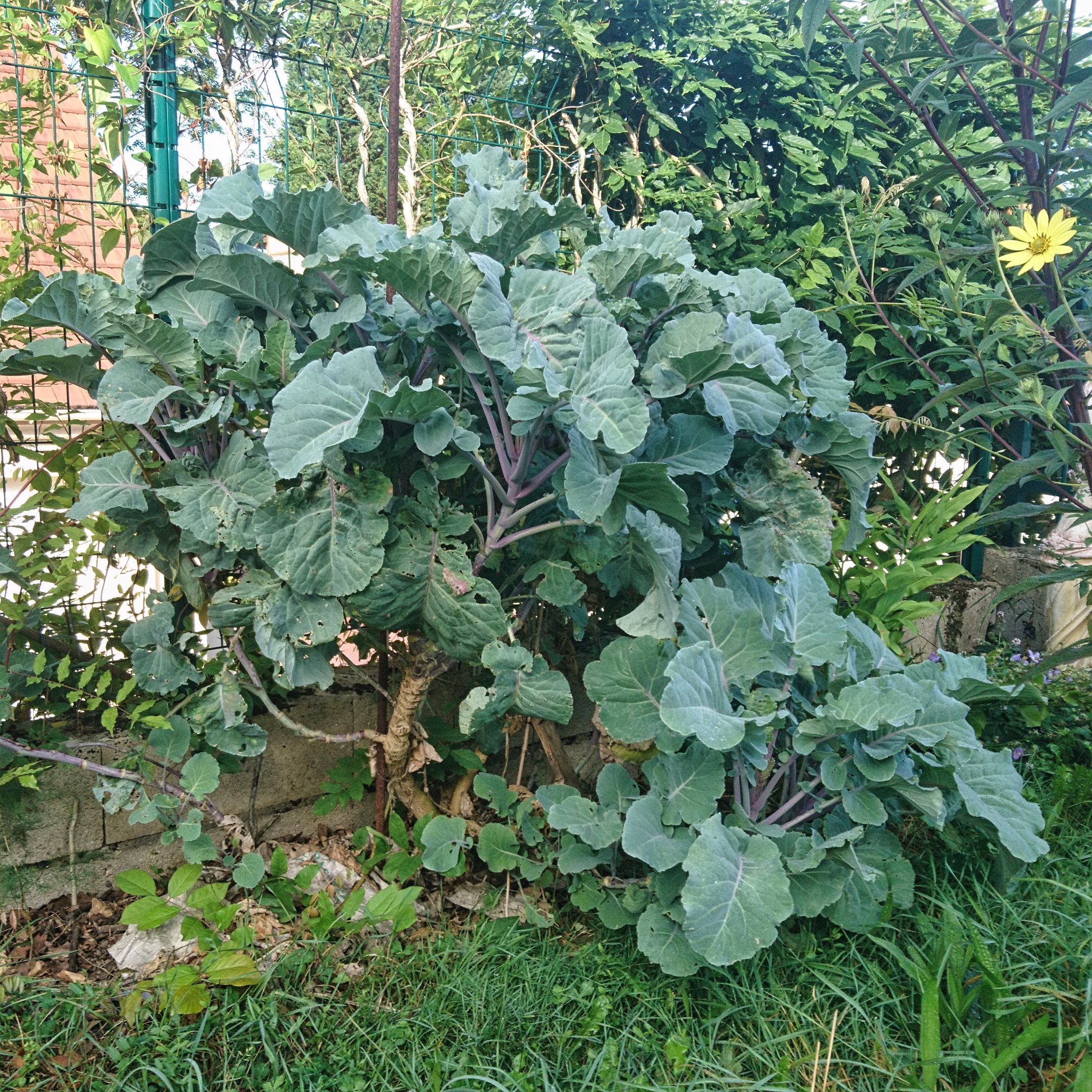 Chou Taunton Deane Saveurs Vivaces