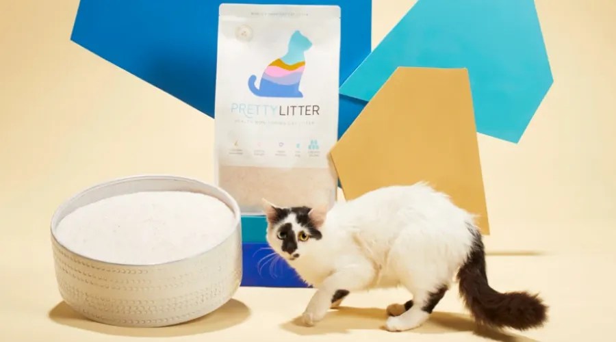 Ear Troubles in Cats Ear Mites vs. Ear Wax