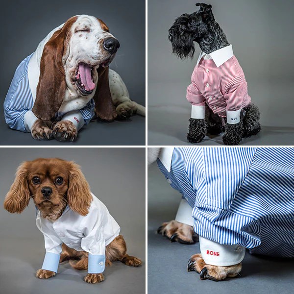 WIN a MadeToMeasure Shirt for Your Dog Savile Row Co