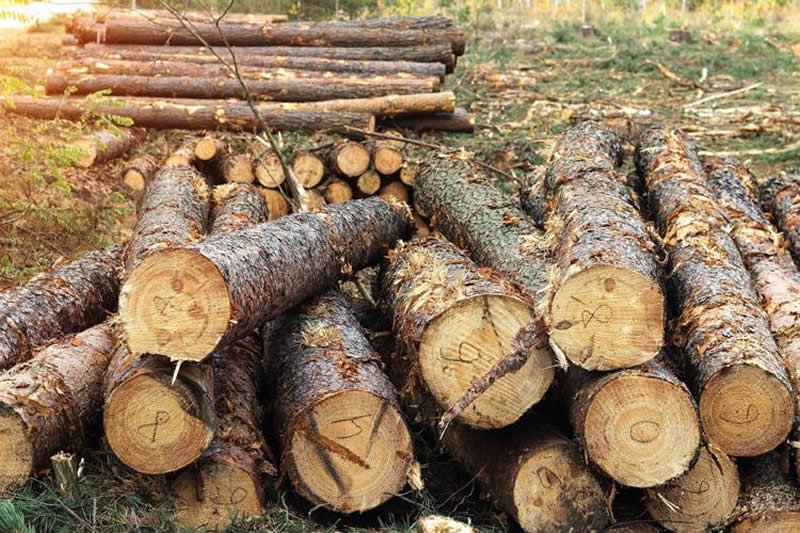 Saving Ash Utah Emerald Ash Borer Prevention and Treatment