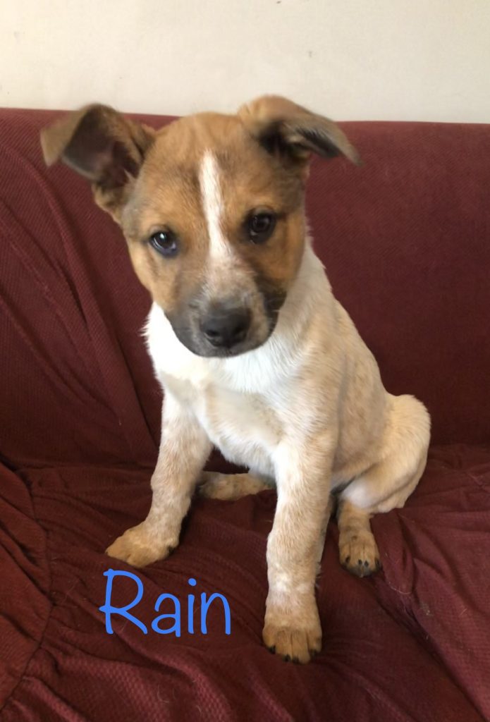 Rain Saving Death Row Dogs