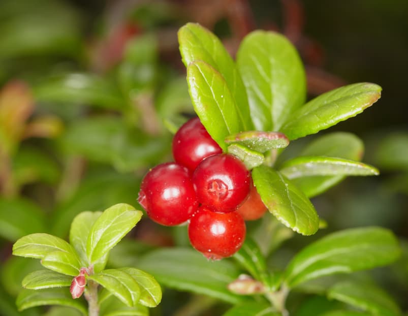 Healthy Foods Lingonberry the new superfood on the block Saving Dinner