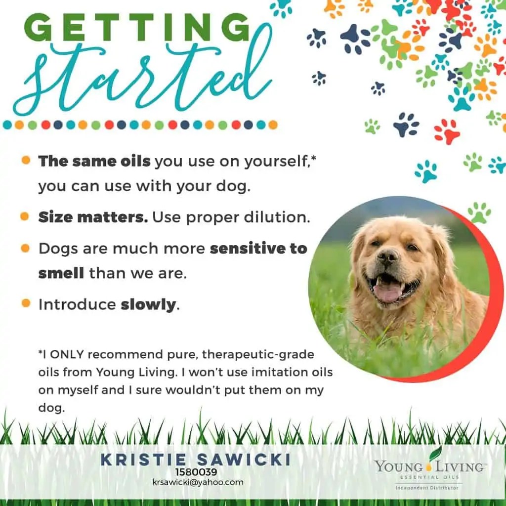 How to Use Essential Oils On Dogs Saving Dollars and Sense