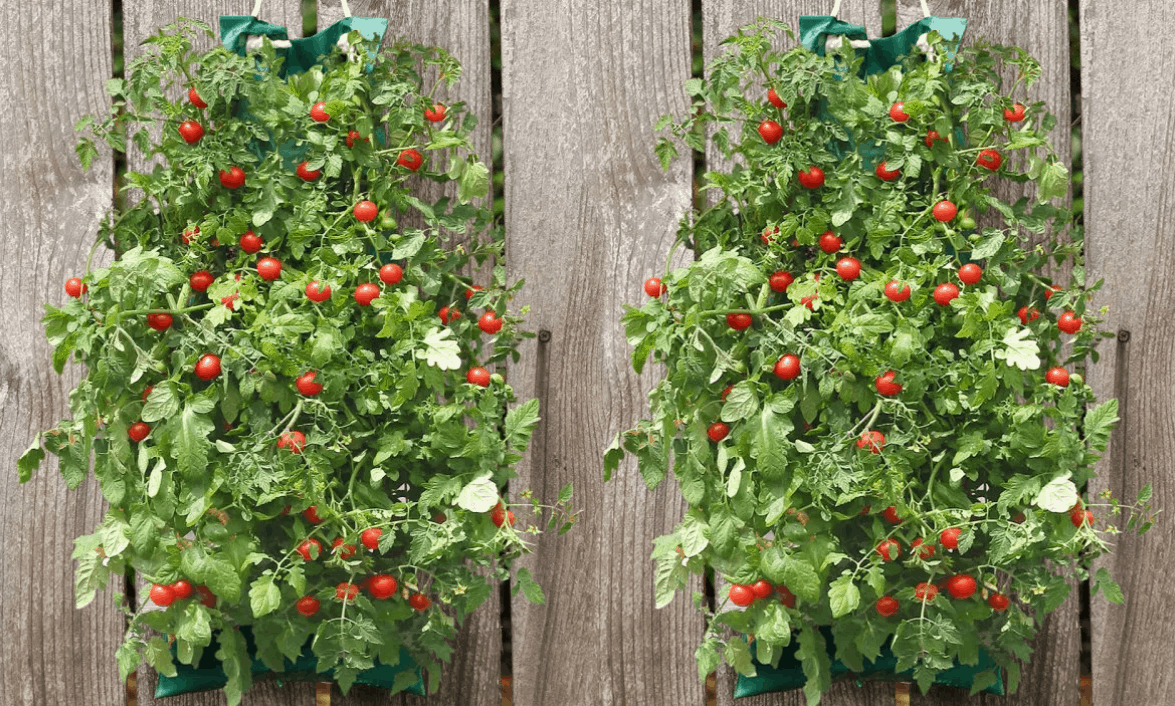 Organic Indoor/Outdoor Vegetable Hanging Garden 9.99 Saving Dollars