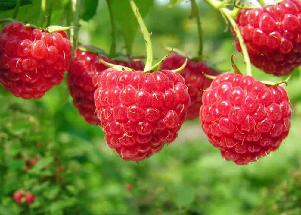 How to Grow More Berries in Your Garden Saving Dollars and Sense