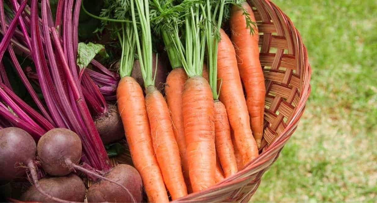 Complete Root Vegetables Guide Saving Dollars & Sense