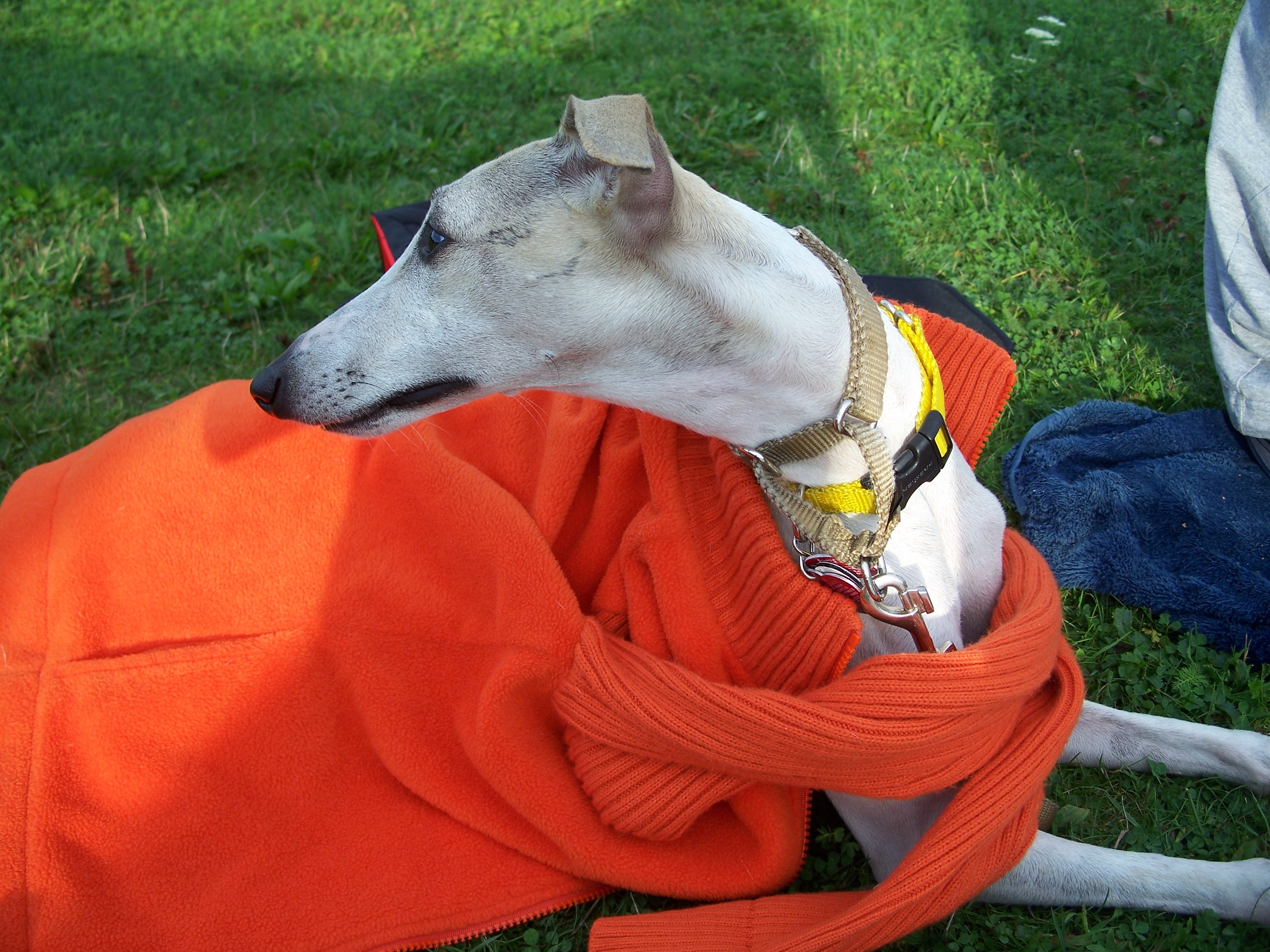 Whippet StickUp Passive Aggressive Dogs Saving for Sesame