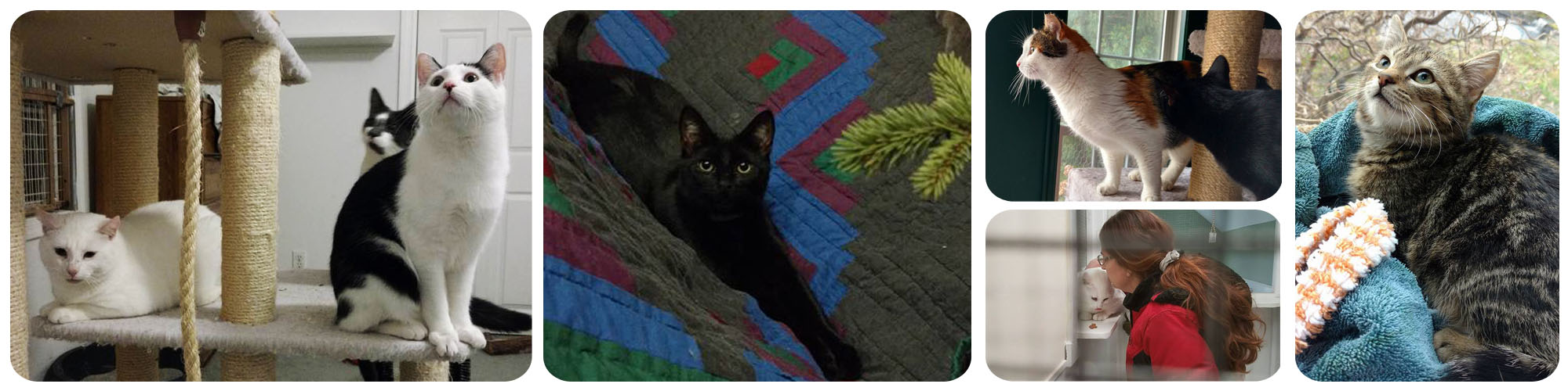 Fostering cats, volunteer opportunity Stevensville, MD