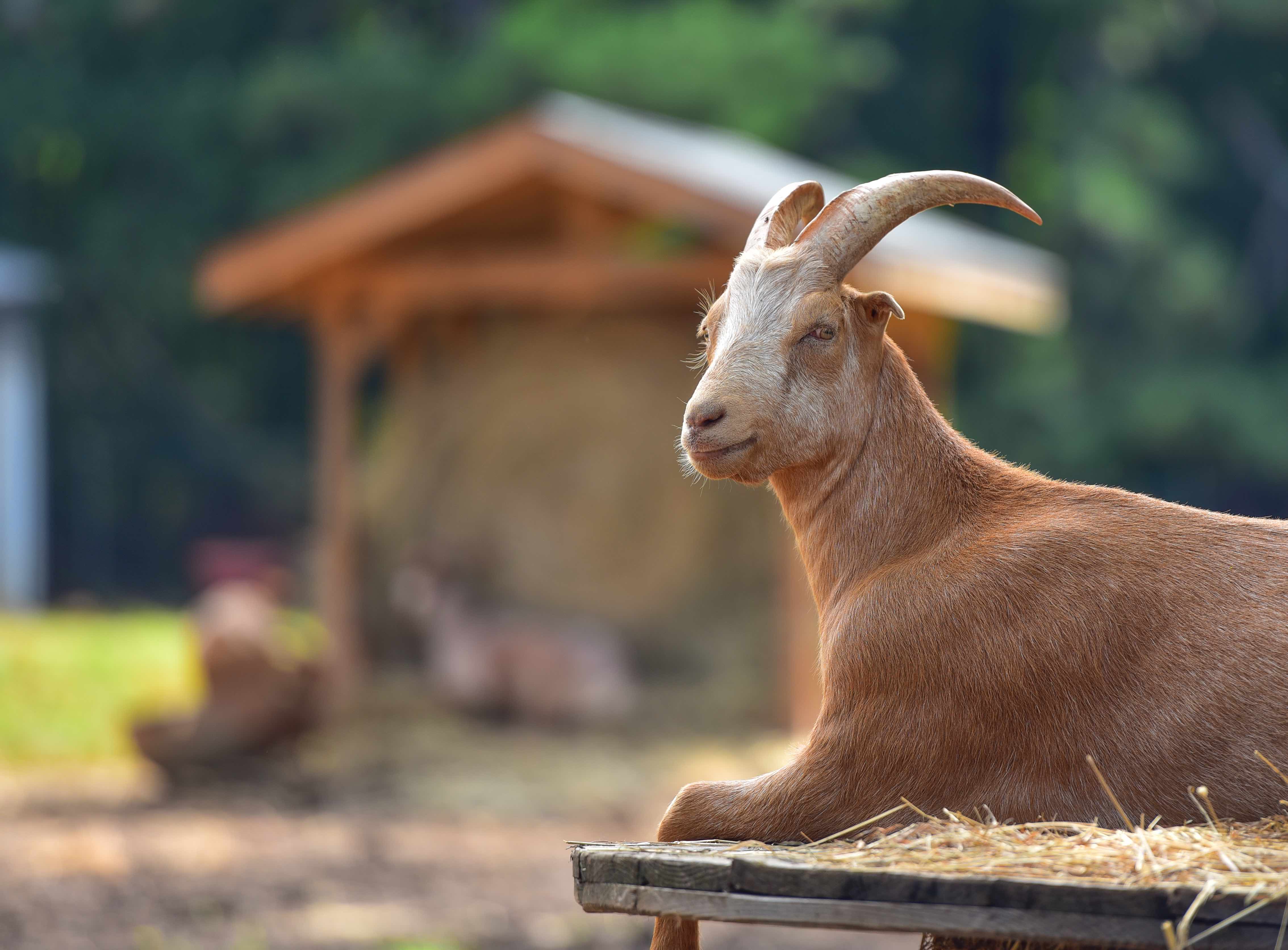 OTHER ANIMALS Saving Grace