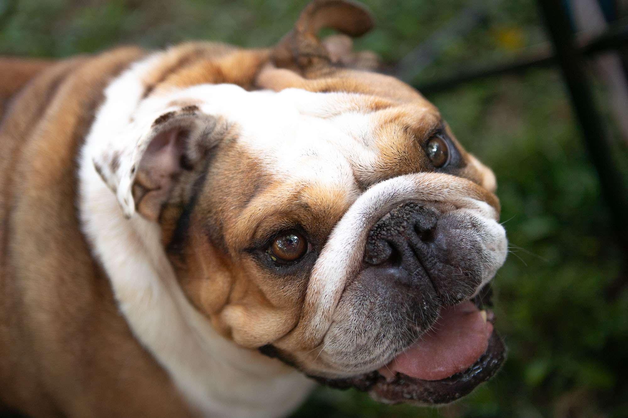 Can Dogs Own Property