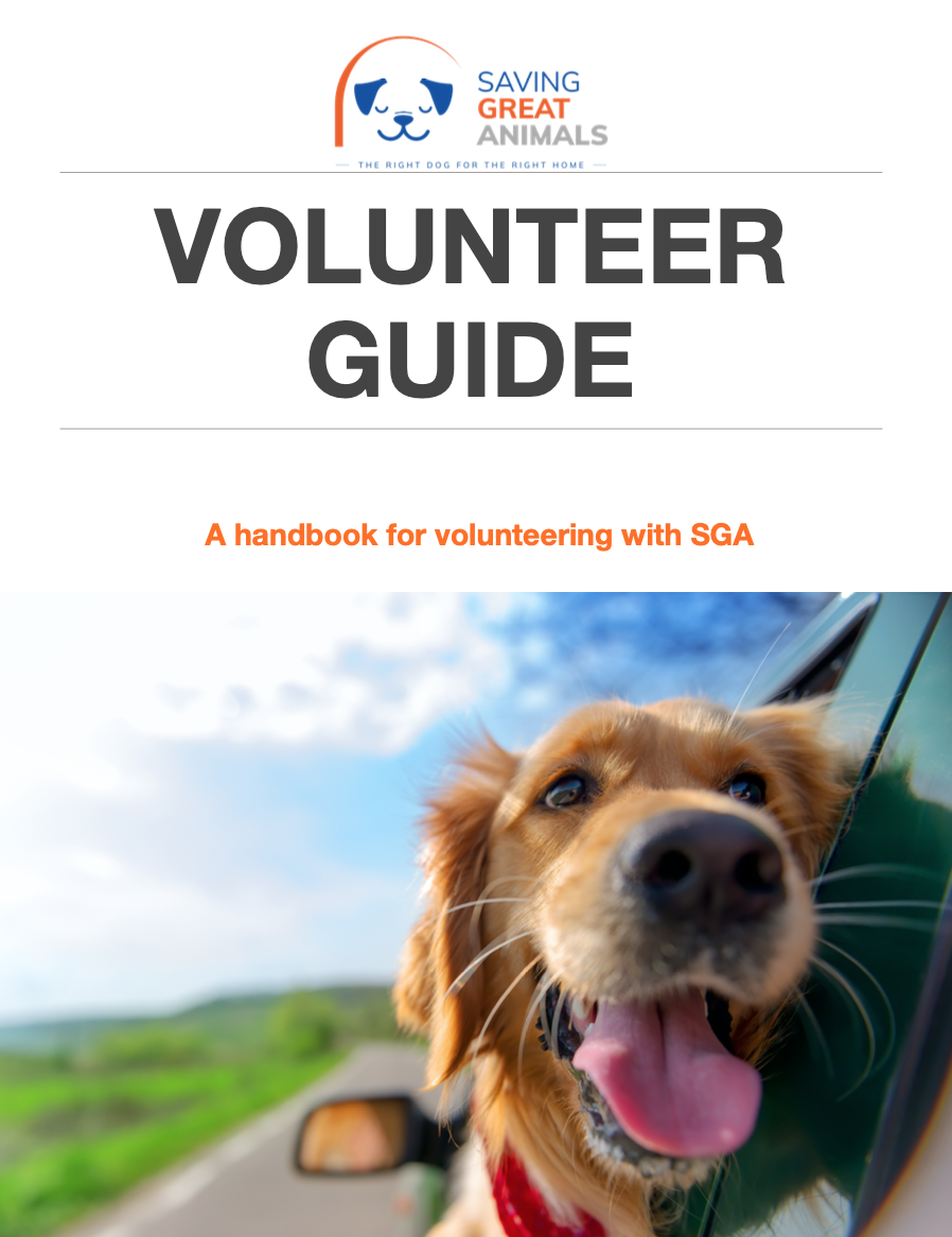 Volunteer Saving Great Animals