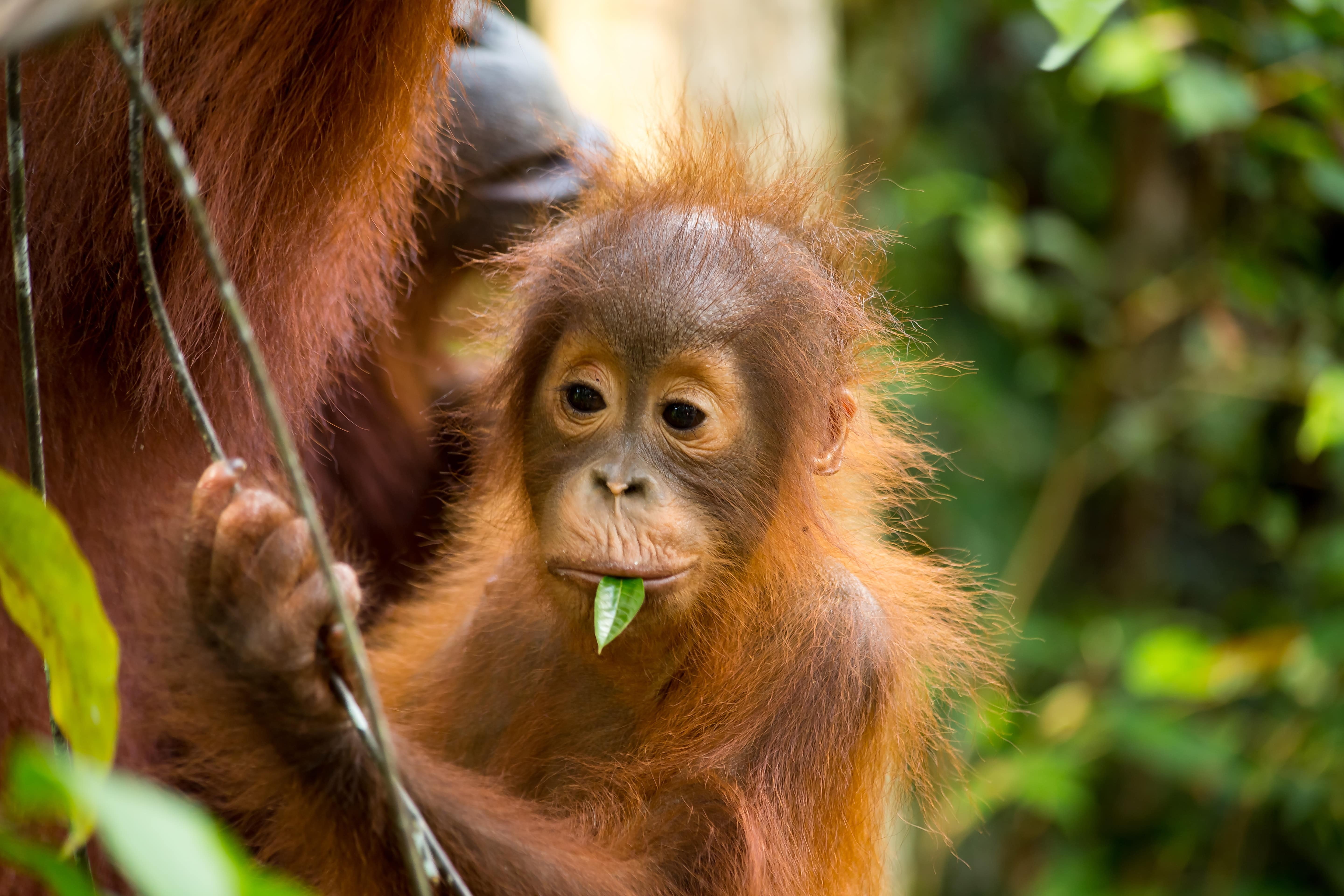 Orangutans of Sumatra Rebuilding Their Forest For A Sustainable Future