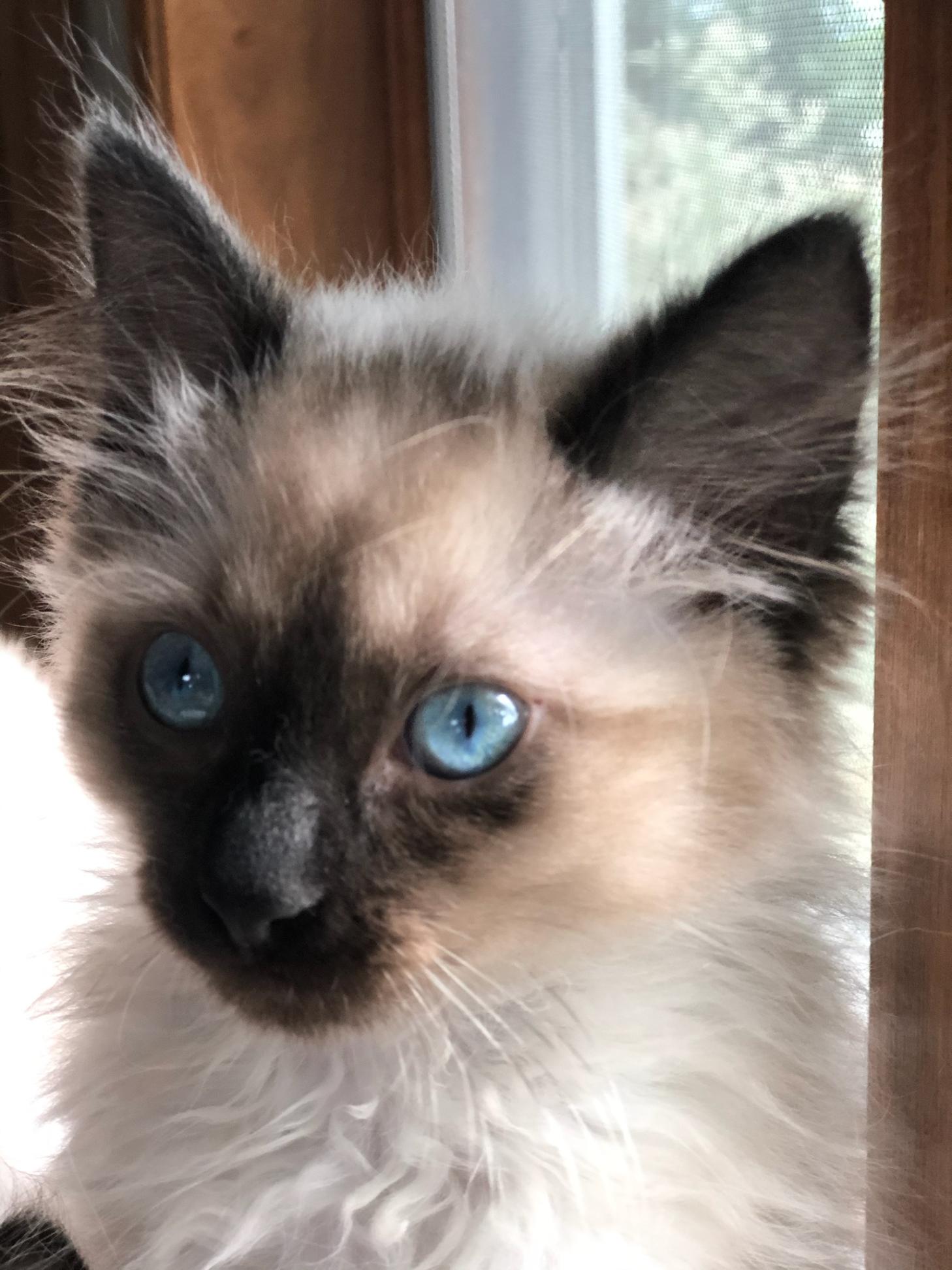 Lulu Saving Tails Animal Rescue