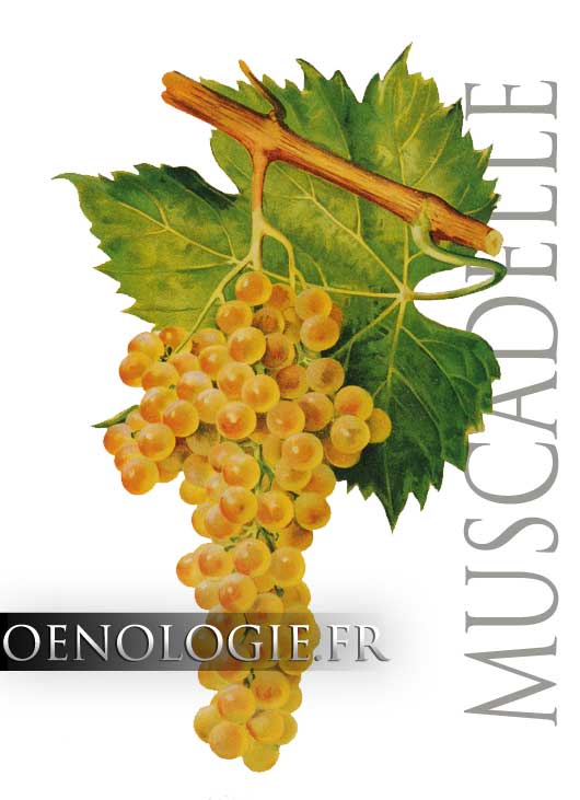 Sauternes Style Wines Pair With A Savory Dish - Savor the Harvest